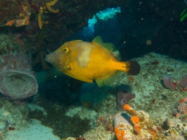 Whitespotted Filefish IMG 4798